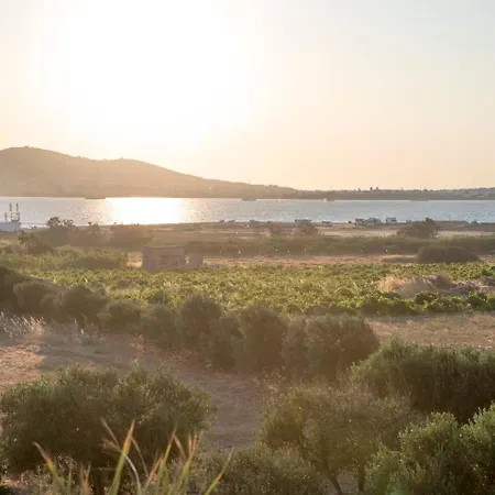 Zoe & Zen Collection